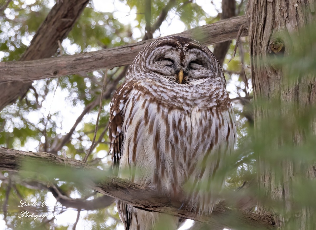 Barred Owl - ML615634925