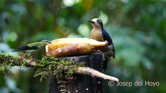 Red-legged Honeycreeper - ML615634926