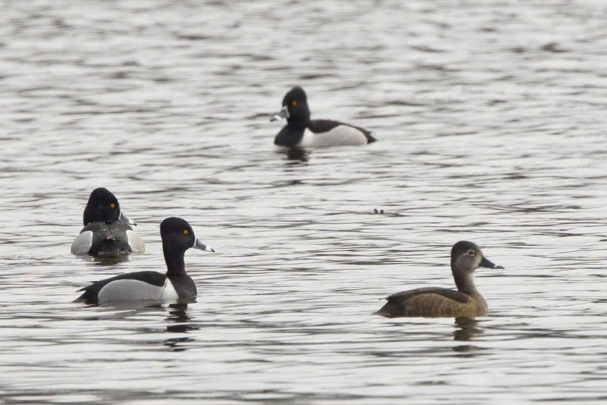 Ring-necked Duck - ML615634953