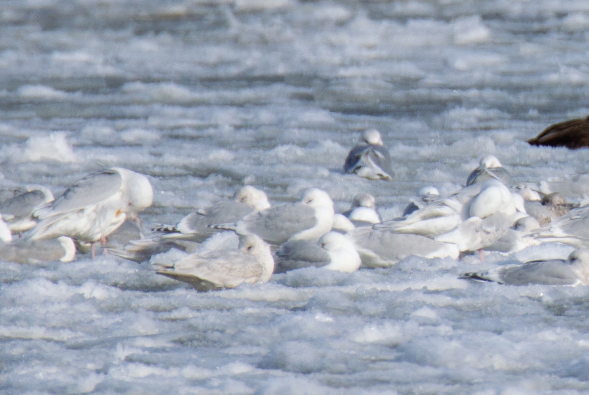 Iceland Gull - ML615634967