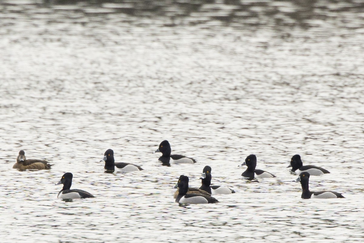 Ring-necked Duck - ML615635004