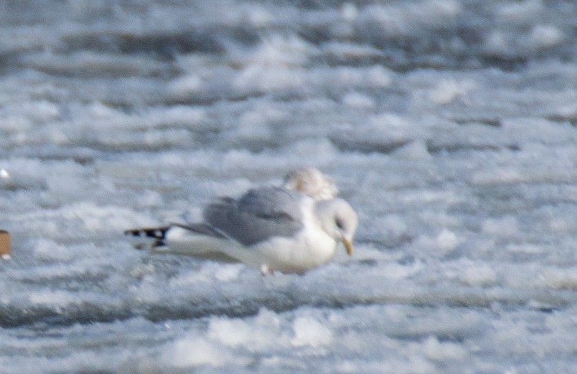 goéland sp. (Larus sp.) - ML615635009