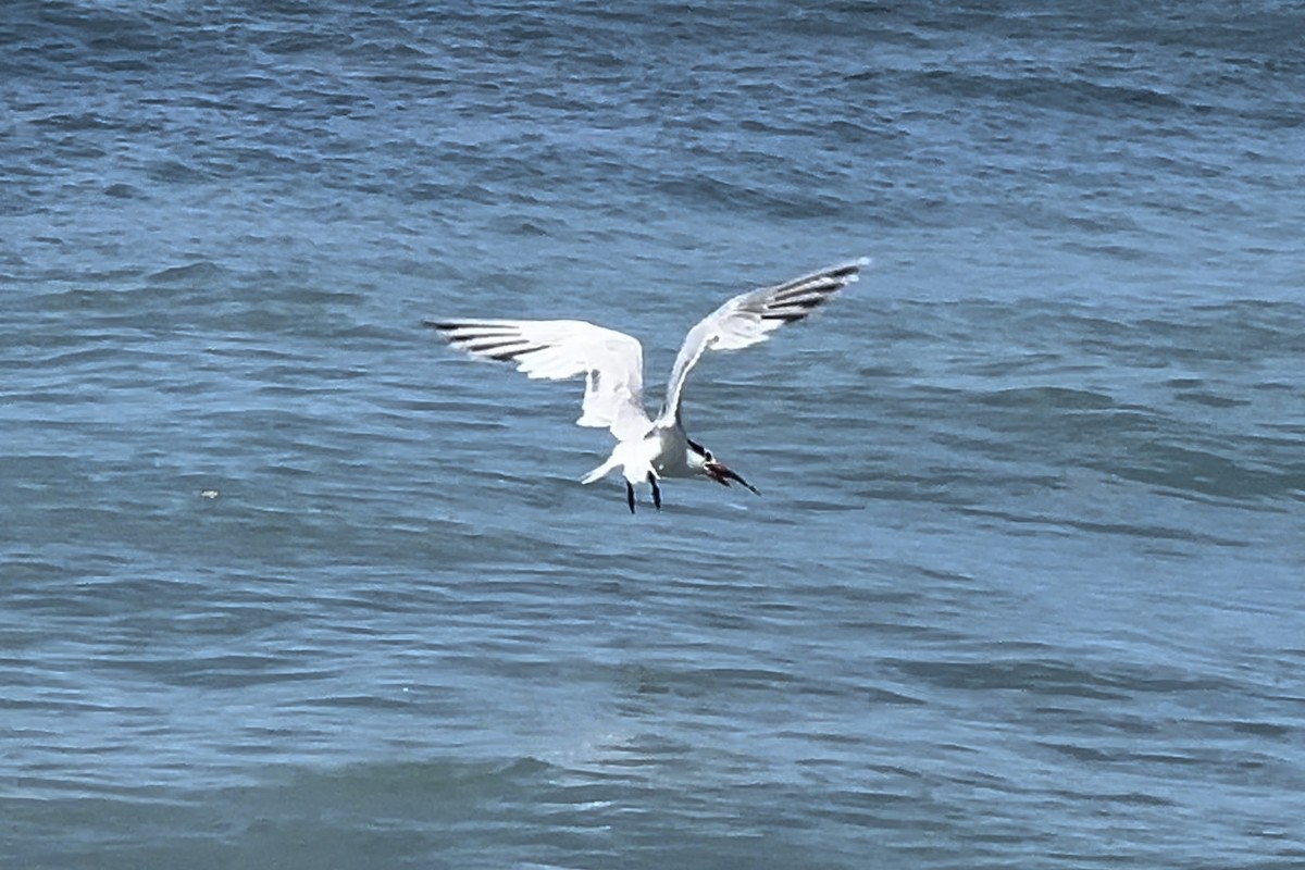 Royal Tern - Kip Daynard