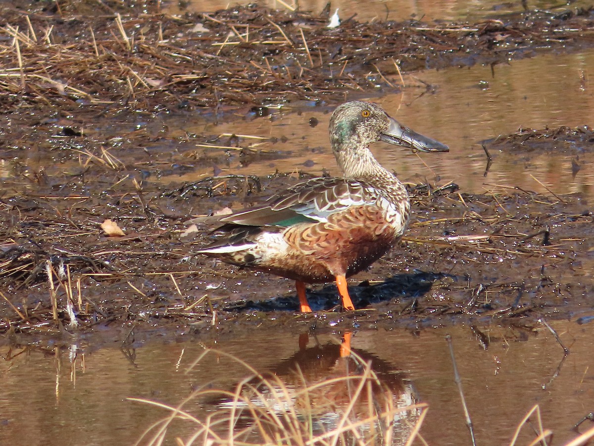 Northern Shoveler - ML615635036