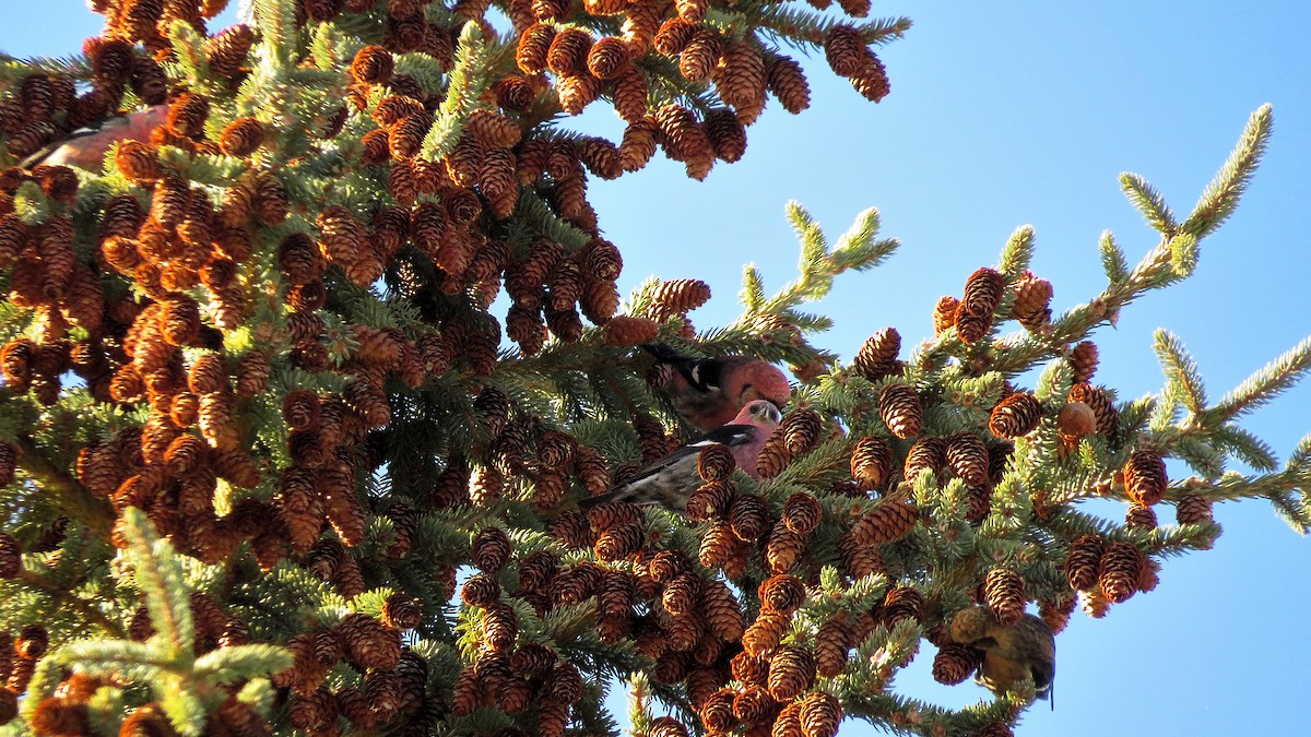 White-winged Crossbill - ML615635078