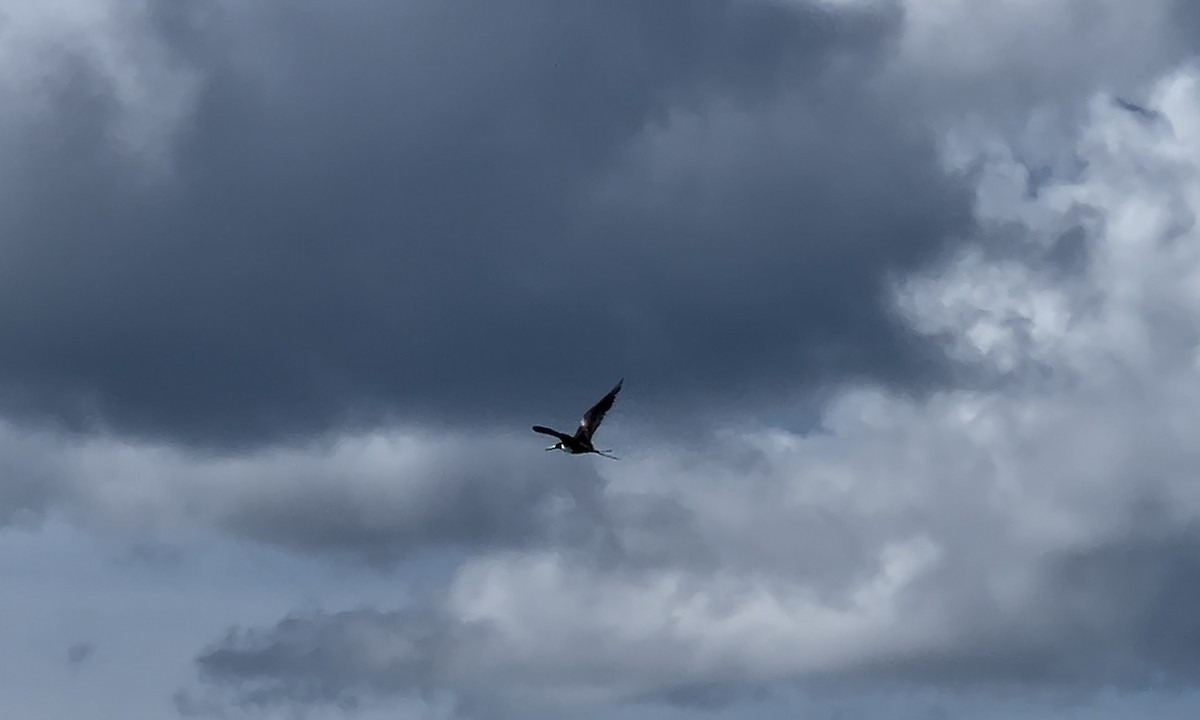 Magnificent Frigatebird - Kip Daynard