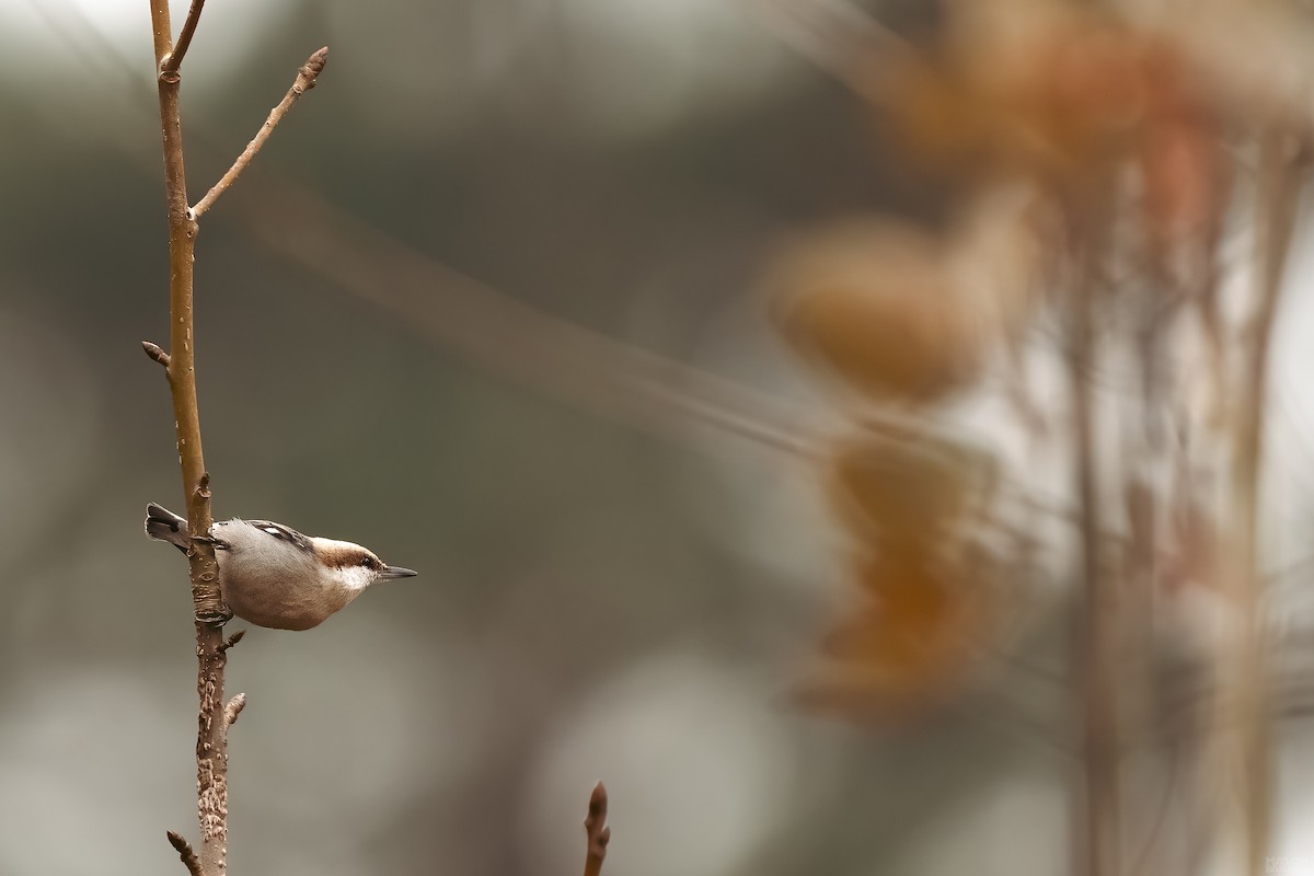 Brown-headed Nuthatch - ML615635104