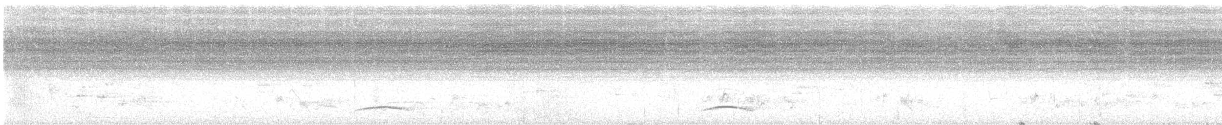 Белобрюхий дронго - ML615635116