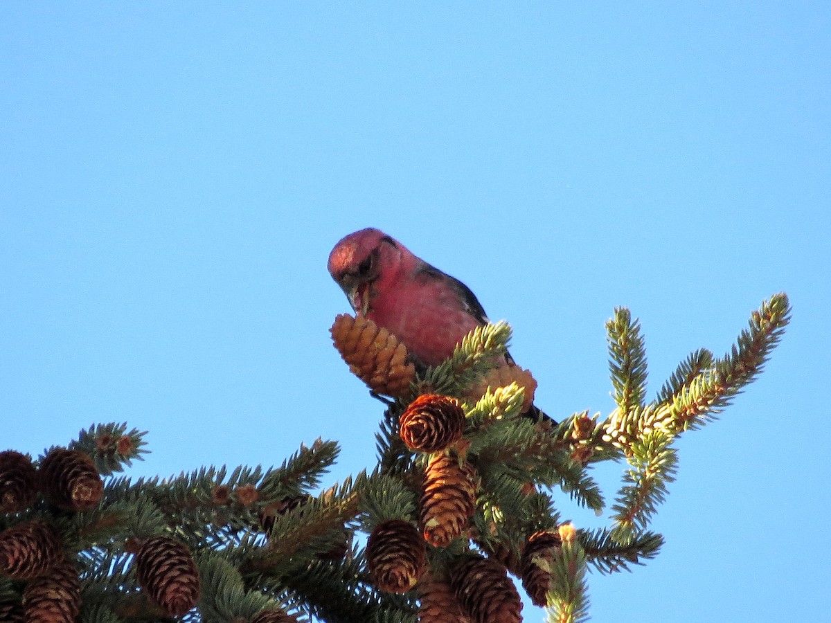 White-winged Crossbill - Steve Butterworth