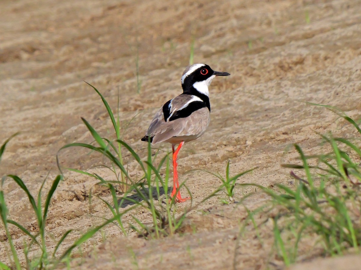 Pied Plover - Dennis Arendt