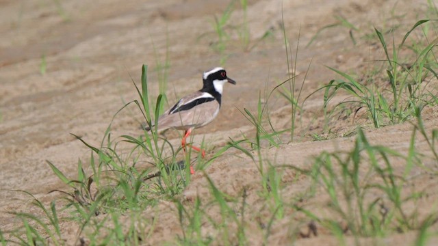 Pied Plover - ML615635174