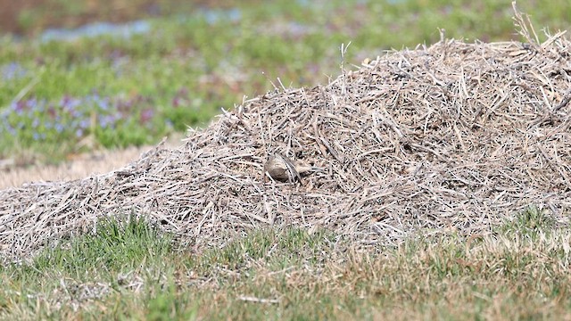 American Pipit - ML615635197