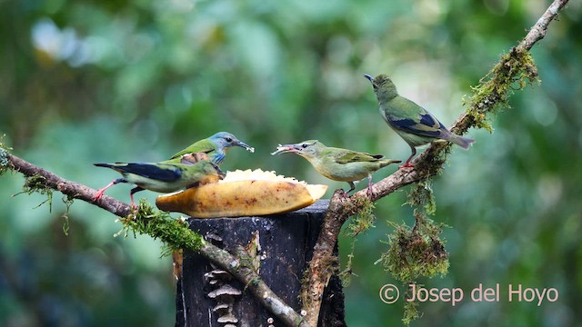 Red-legged Honeycreeper - ML615635199