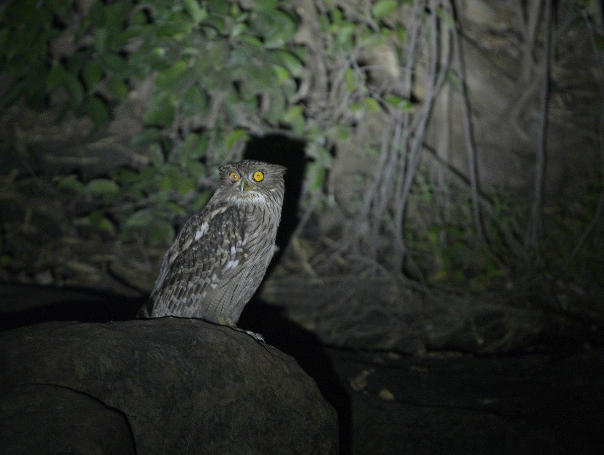 Brown Fish-Owl - ML615635276