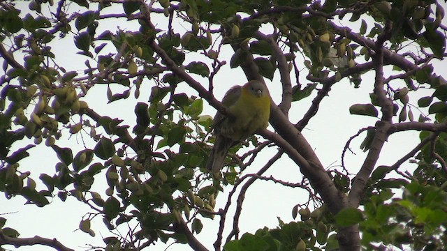 Yellow-footed Green-Pigeon - ML615635280