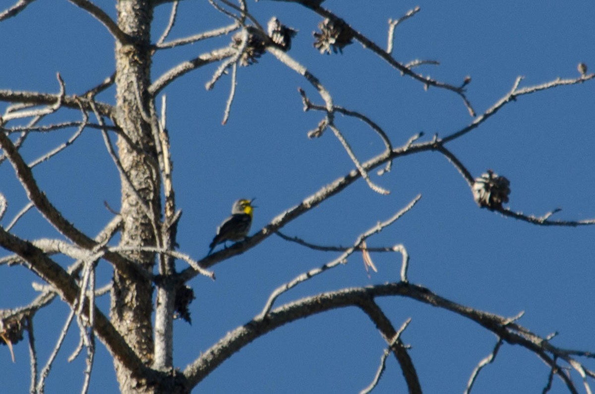 Grace Ötleğeni - ML615635316