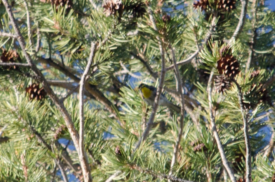 Grace Ötleğeni - ML615635317