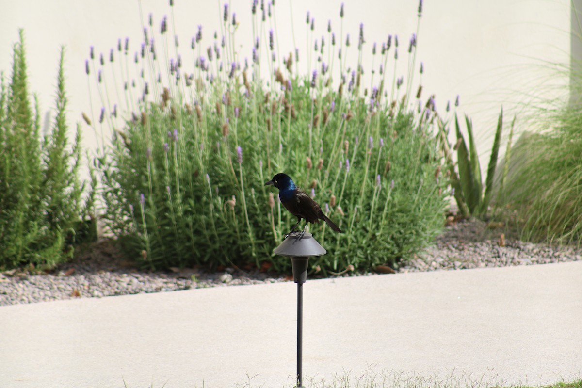 Common Grackle - ML615635320