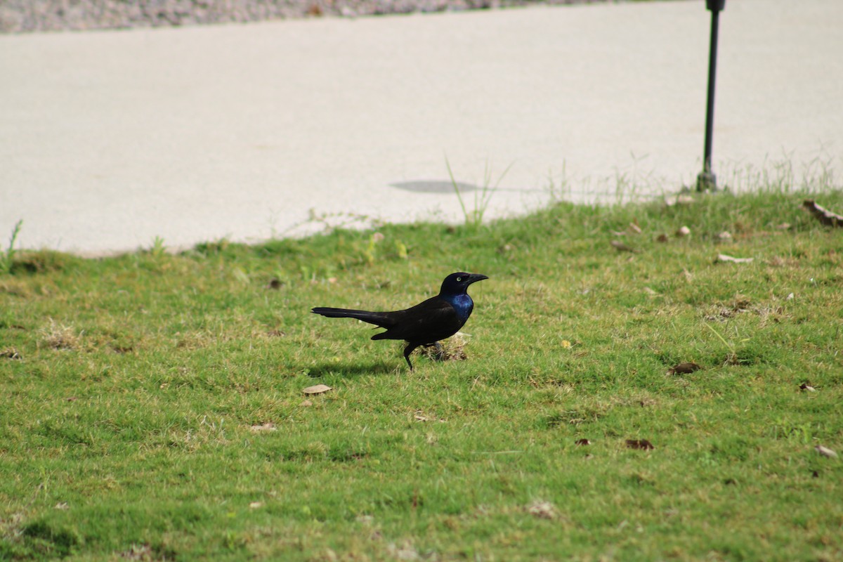 Common Grackle - ML615635321