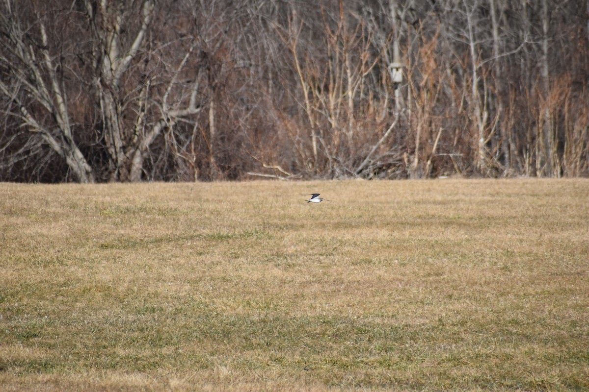 Wilson's Snipe - ML615635356