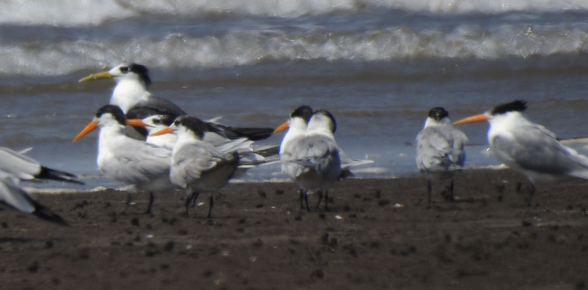 Great Crested Tern - ML615635374
