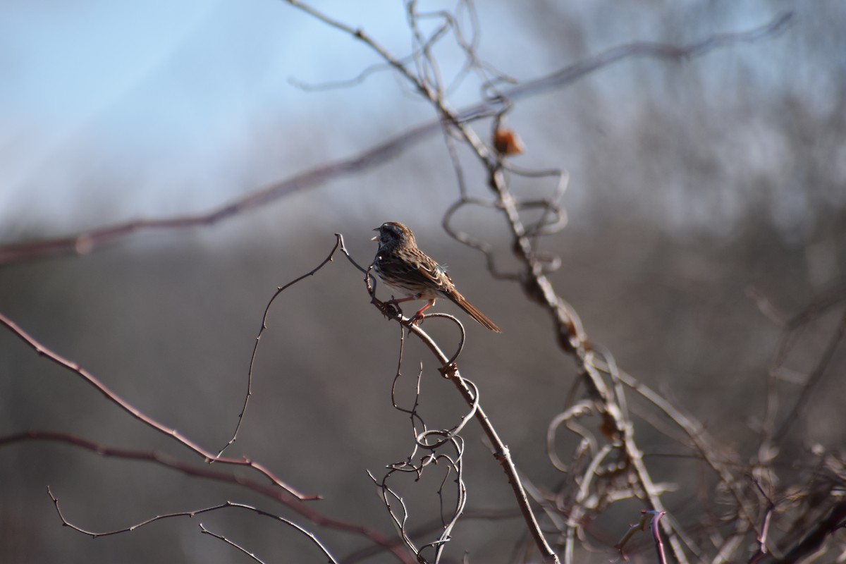 Song Sparrow - Stephanie Heath