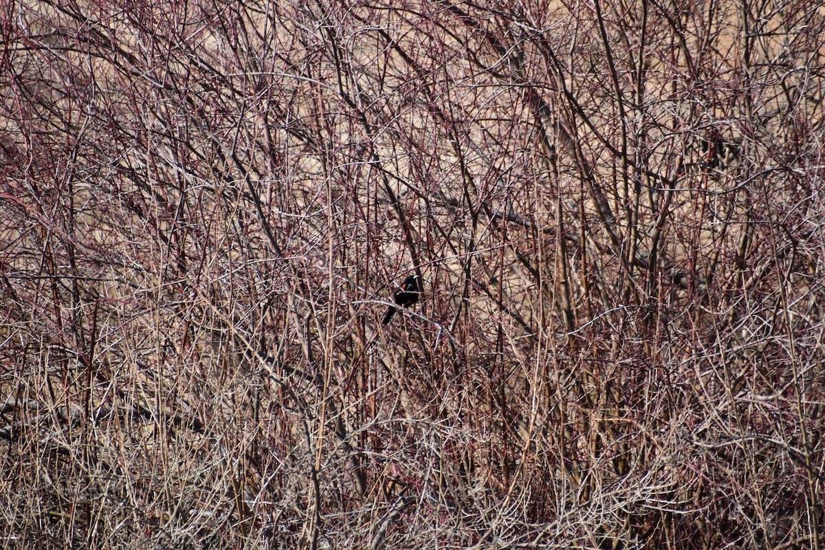 Red-winged Blackbird - Stephanie Heath