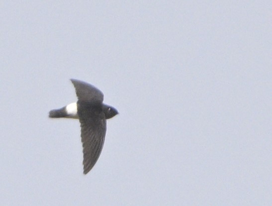 White-rumped Spinetail - Anurag Mishra