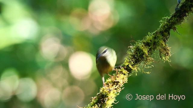 Red-legged Honeycreeper - ML615635475