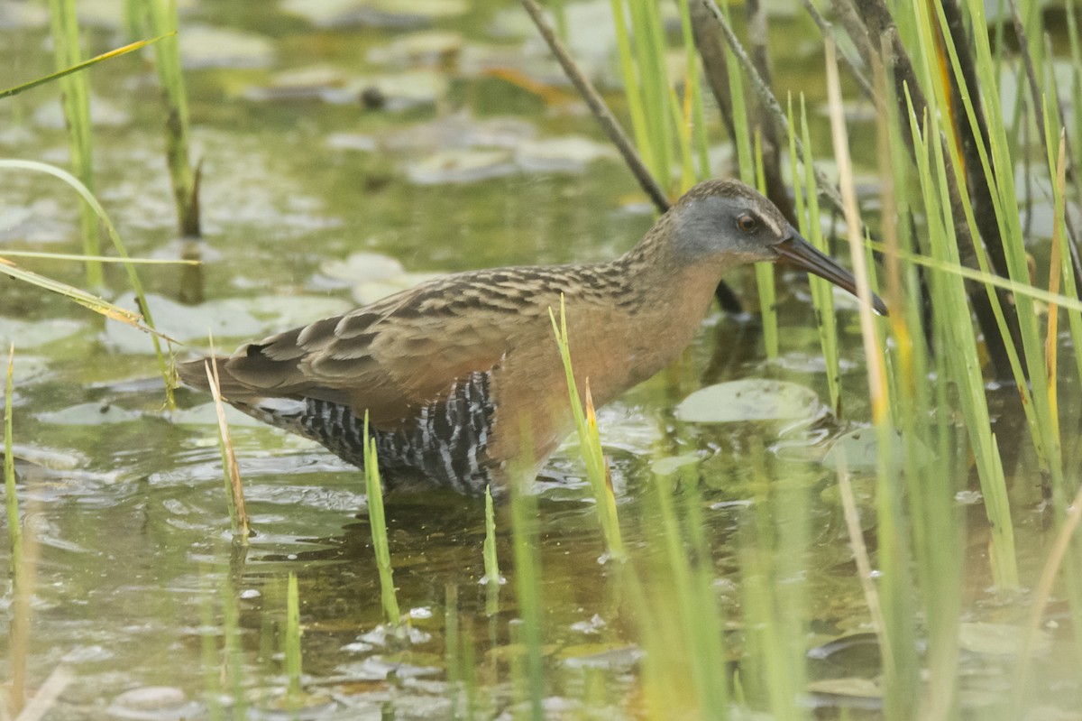 Virginia Rail - ML615635488