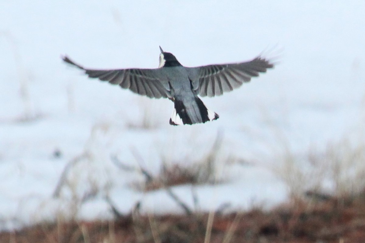 White-breasted Nuthatch - Connor Thomas