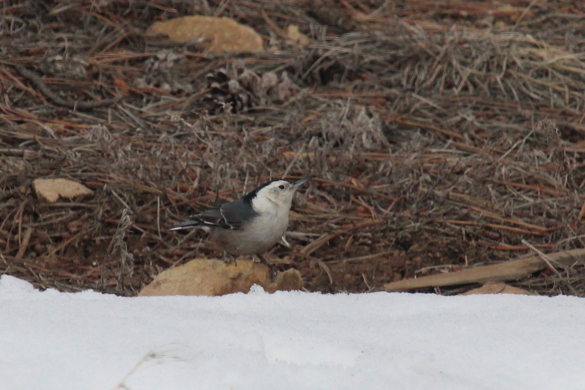 White-breasted Nuthatch - Connor Thomas