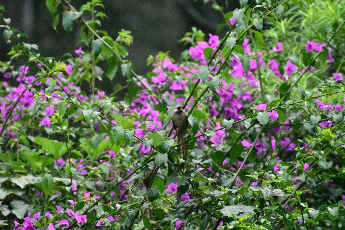 Speckled Mousebird - Krutika Ravi