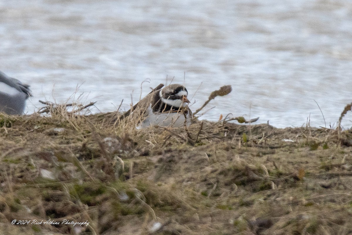Common Ringed Plover - ML615635662