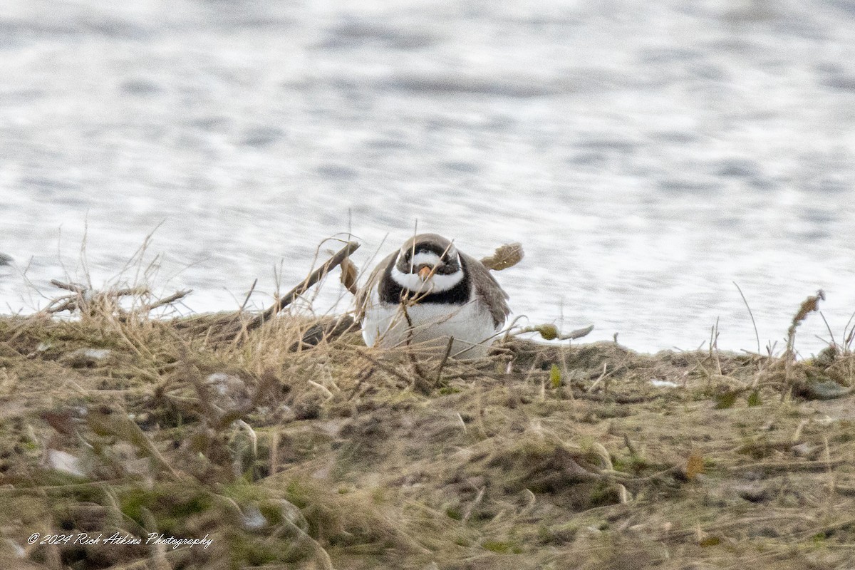 Common Ringed Plover - ML615635663