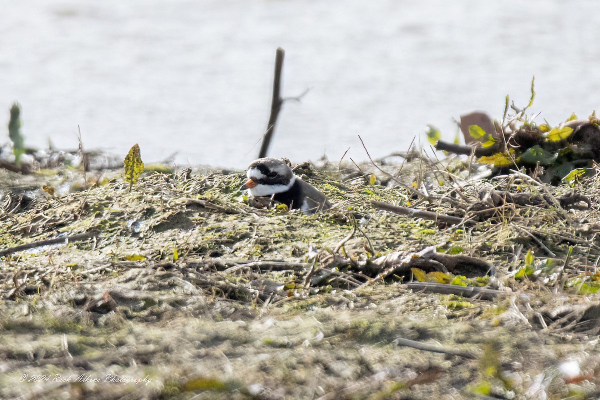 Common Ringed Plover - ML615635664