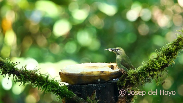 Red-legged Honeycreeper - ML615635678