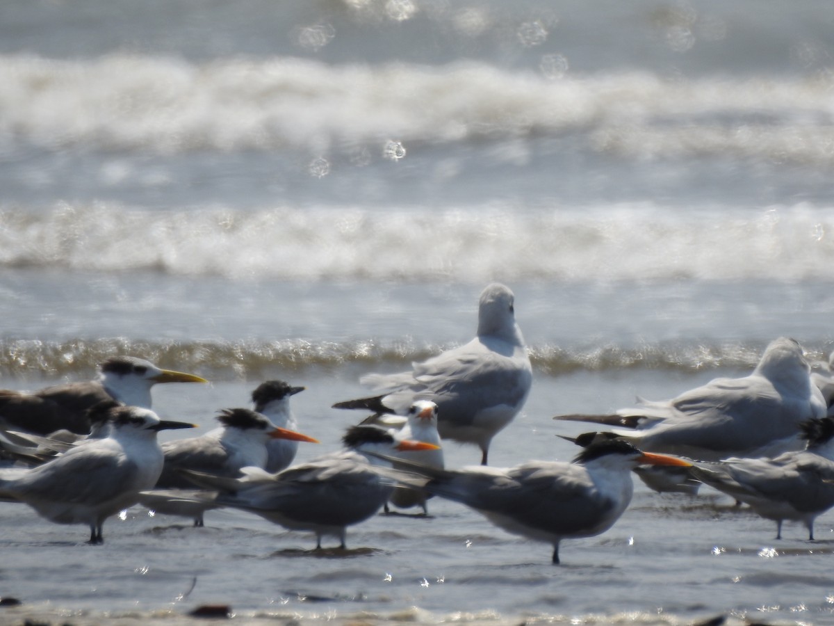 Great Crested Tern - ML615635692