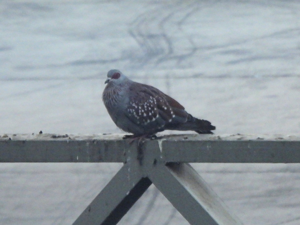 Speckled Pigeon - ML615635750