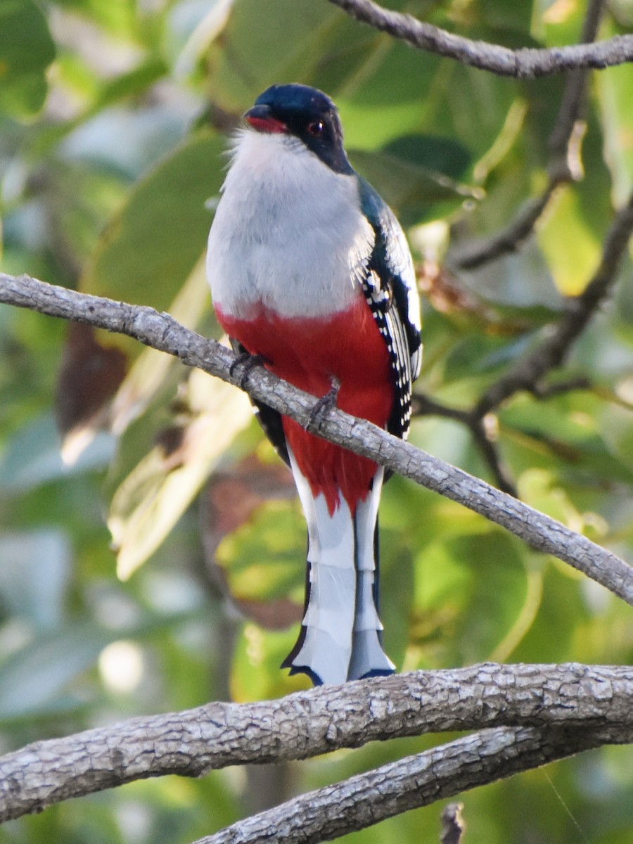 Cuban Trogon - Miriela Capó Díaz