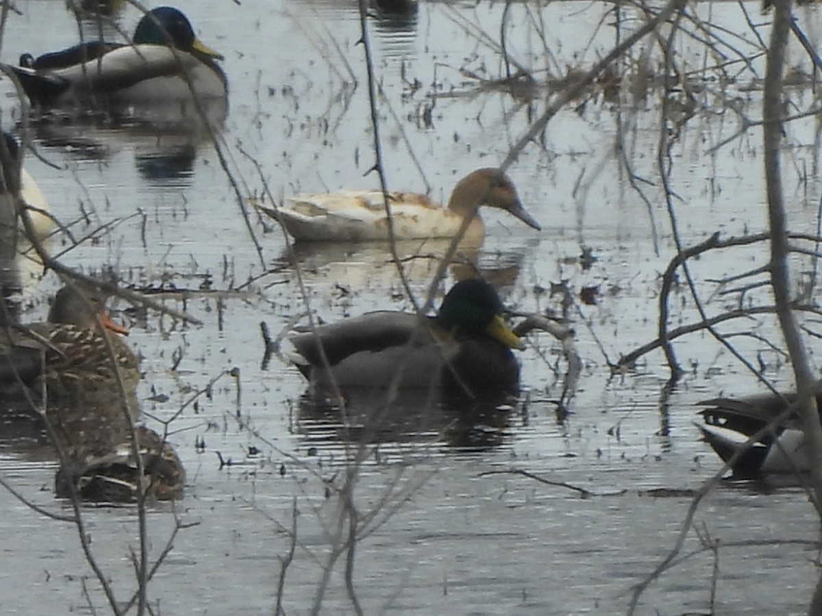 Northern Pintail - ML615635815