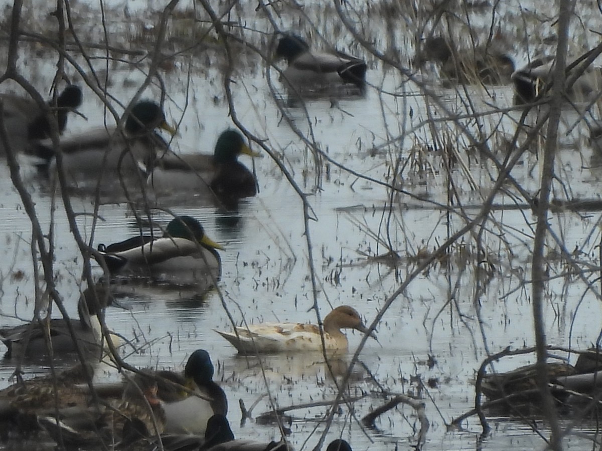 Northern Pintail - ML615635816