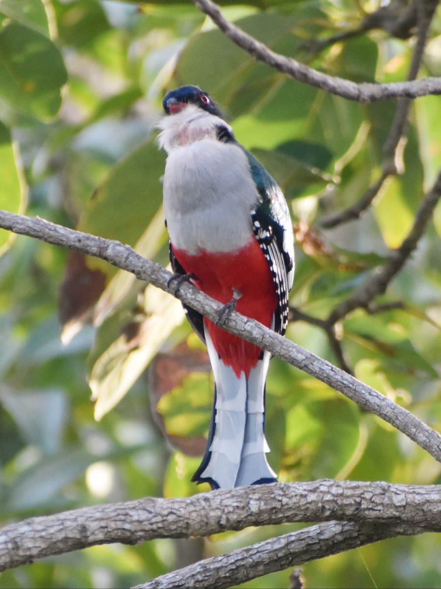 Cuban Trogon - Miriela Capó Díaz