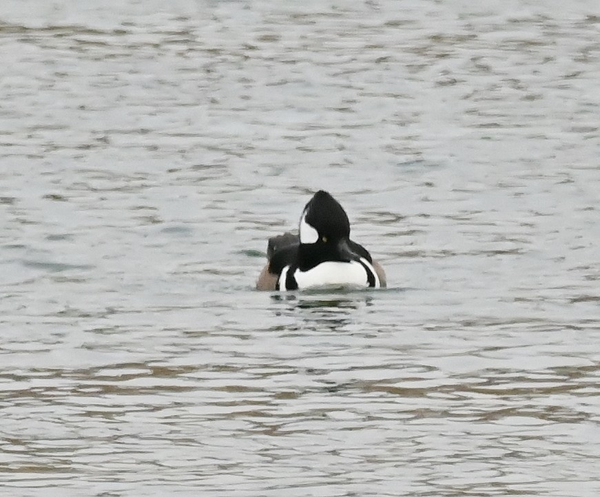 Hooded Merganser - Regis Fortin