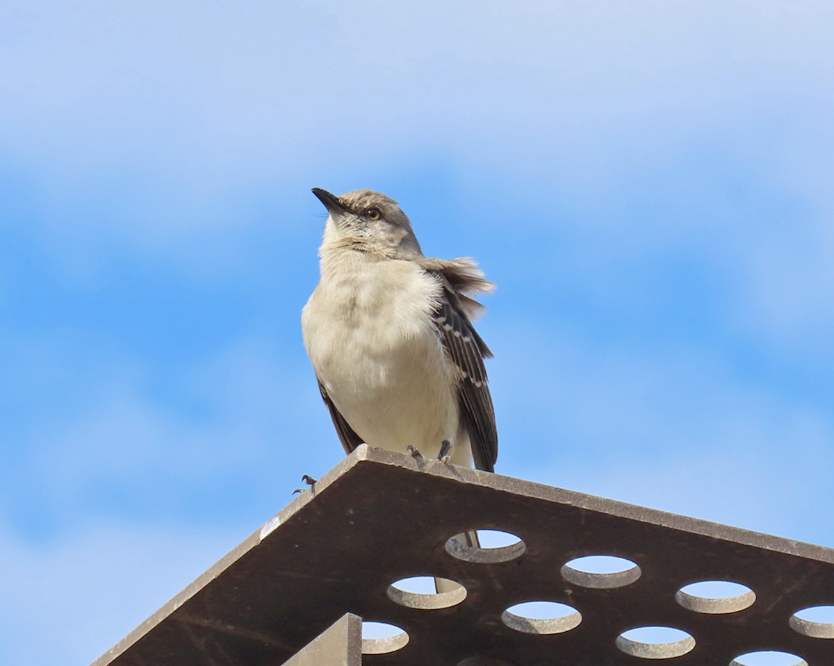 Northern Mockingbird - ML615635840