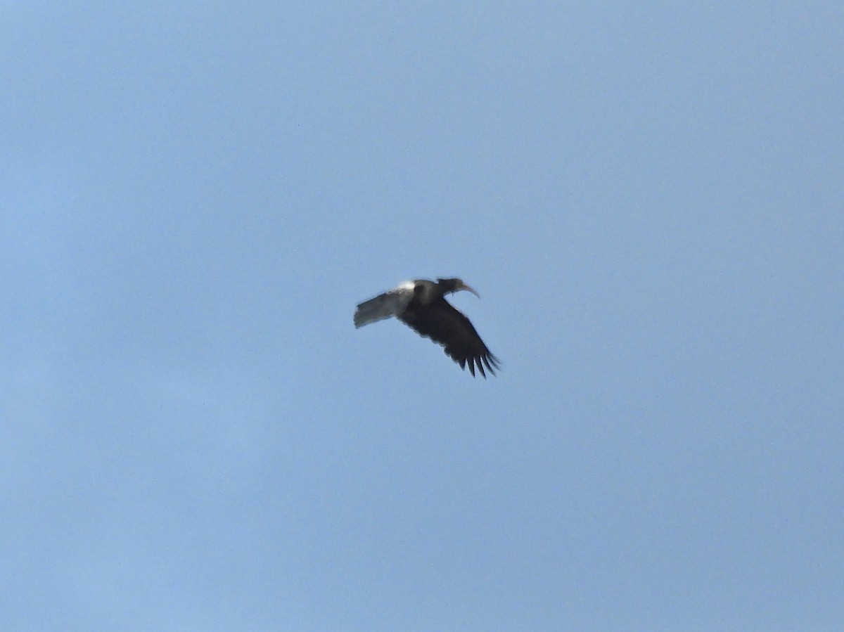 Ibis Carunculado - ML615635882