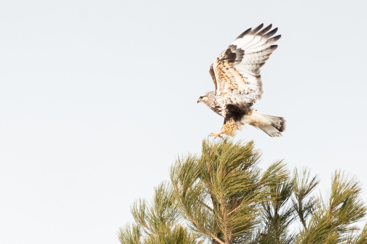 Rough-legged Hawk - Jacob Miller