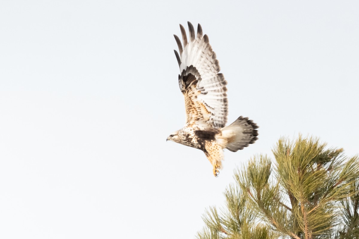 Rough-legged Hawk - Jacob Miller