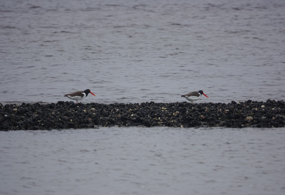 American Oystercatcher - Dorothy Wadlow