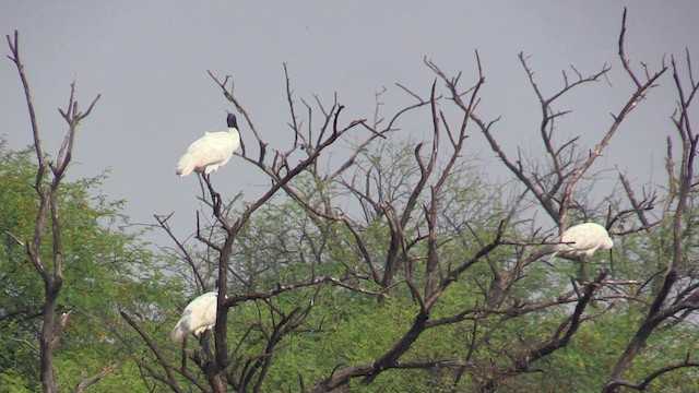 Ibis burubeltza - ML615635927